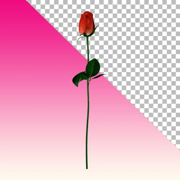Close View Rendering Red Rose Flower Isolated — Stock fotografie