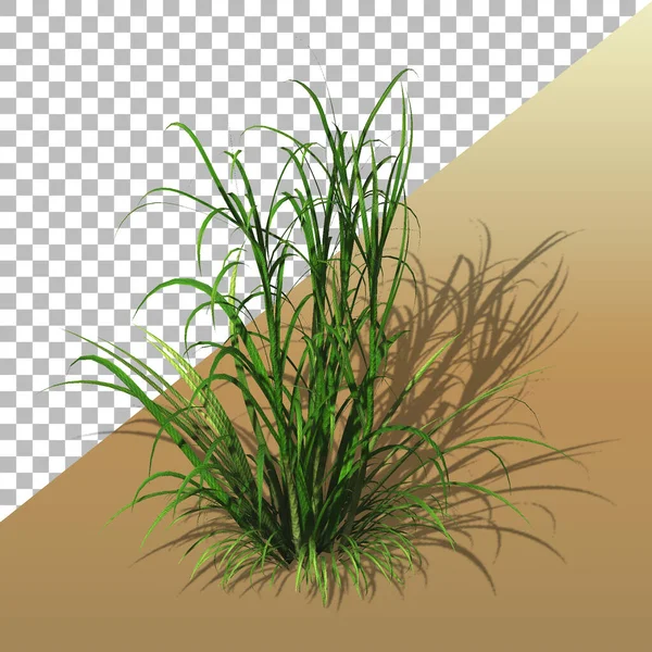 Wheat Grass Plant Transparent Background — Stock Photo, Image