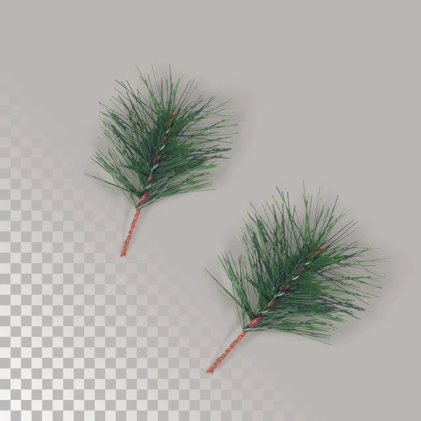 Feuille Pin Vert Noël Isolée Deux Morceaux — Photo