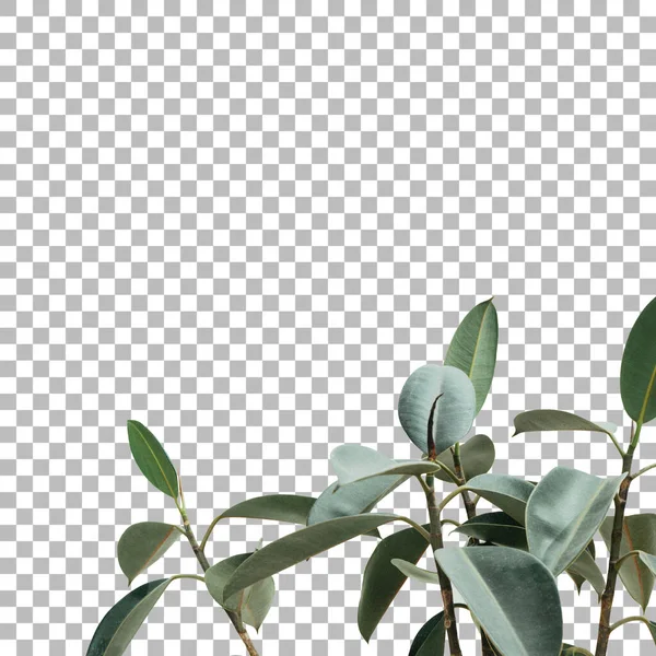 Close View Fresh Green Plant Background — Stock Photo, Image