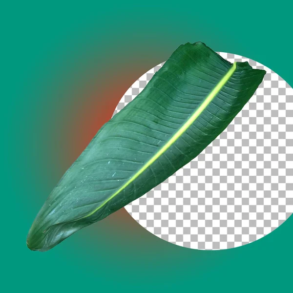 Зеленый Тропический Лист Растений Элемента Природы — стоковое фото