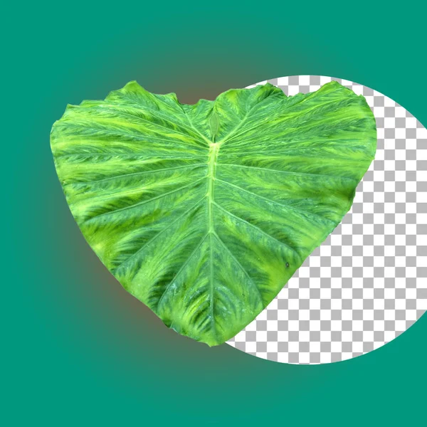 Зеленый Тропический Лист Растений Элемента Природы — стоковое фото