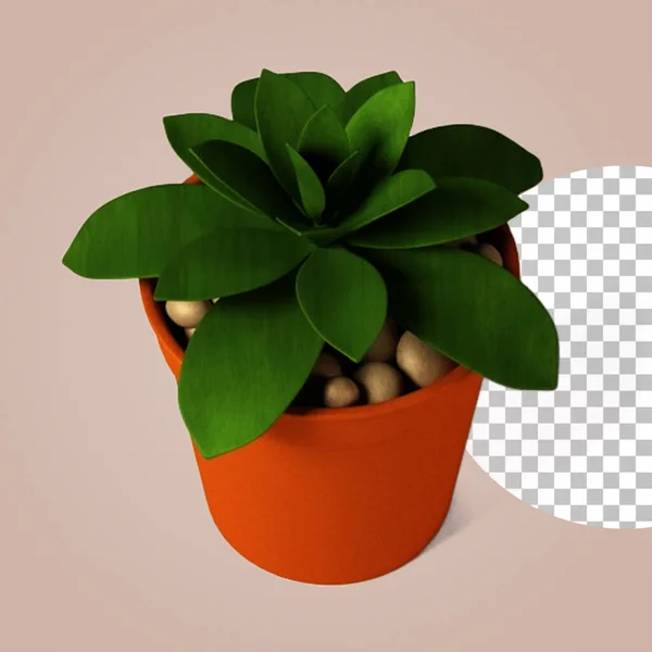 Kleine Topfpflanze Für Wohndekoration — Stockfoto