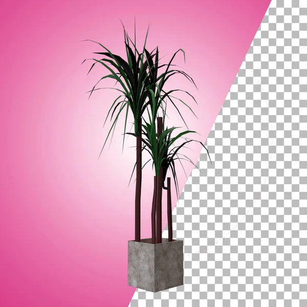 Indoor Plant Decoration Asset Design — Stock Photo, Image