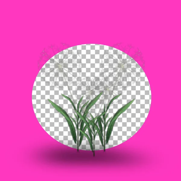 Danadelion Flower Isolated Transparent Background — Stock Photo, Image