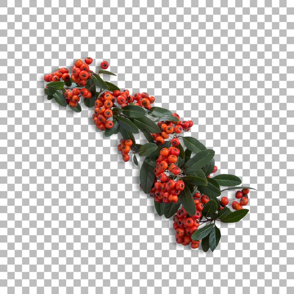 Świeże Czerwone Jagody Dekoracji Projektu Ornament Design — Zdjęcie stockowe
