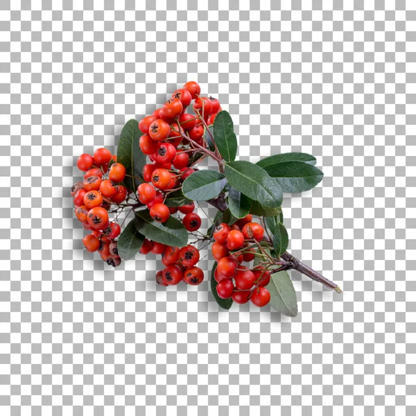 Frische Rote Beeren Als Dekoration Für Ihr Projekt — Stockfoto