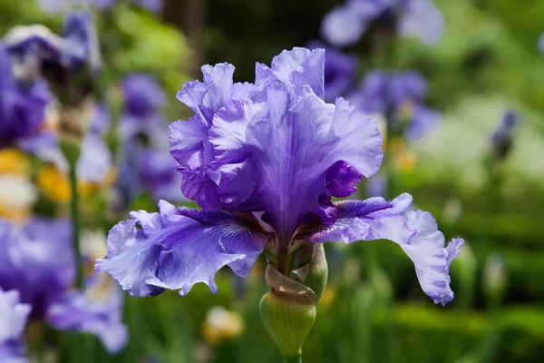 Blomma iris Royaltyfria Stockfoton