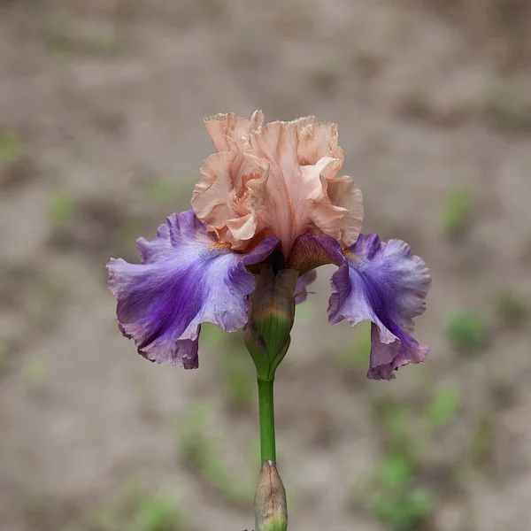 Iris. Fotos De Stock