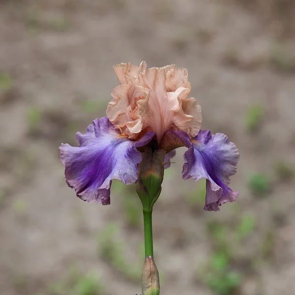 Iris Stock Photo