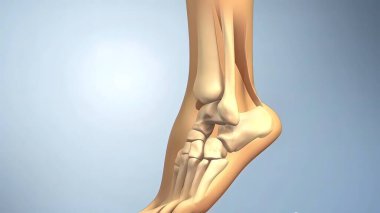 Anatomi, Aşil tendonu, Soleus Calcaneus 3D Tıbbi Anatomi