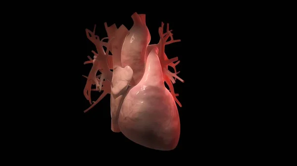 Rendered Medically Accurate Illustration Heart Bypasses — Stock Photo, Image