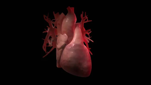 Capacidade Desaceleração Aceleração Frequência Cardíaca Associada Insuficiência Cardíaca Com Elevado — Fotografia de Stock