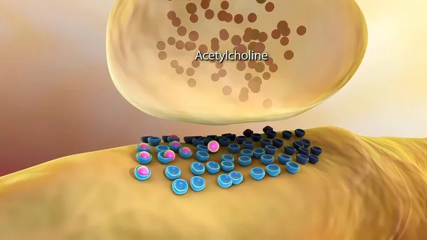 Ein Acetylcholin Rezeptor Ist Ein Integrales Membranprotein Das Auf Die — Stockfoto