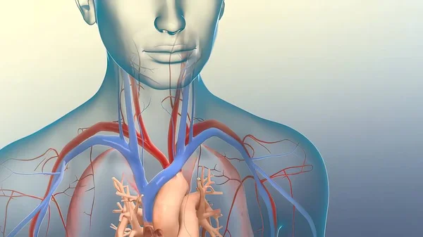 Sono Tre Tipi Vasi Sanguigni Arterie Vene Capillari — Foto Stock