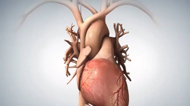 anatomik insan kalbi 3D illüstrasyon .