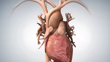 anatomik insan kalbi 3D illüstrasyon .