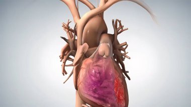 anatomik insan kalbi 3D illüstrasyon .