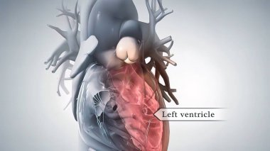 anatomik insan kalbi 3D illüstrasyon .