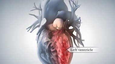 anatomik insan kalbi 3D illüstrasyon .