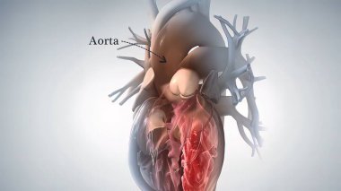 anatomik insan kalbi 3D illüstrasyon .