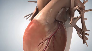 anatomik insan kalbi 3D illüstrasyon .