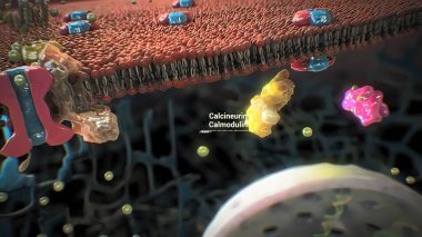 Proteinlerin bir hücrede toplanması ve işlevi