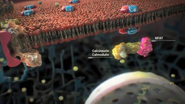 Proteinlerin bir hücrede toplanması ve işlevi