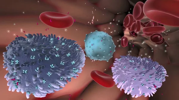 Immunrendszer Fehérvérsejtek Antitestek Komplement Rendszer Nyirokrendszer — Stock Fotó