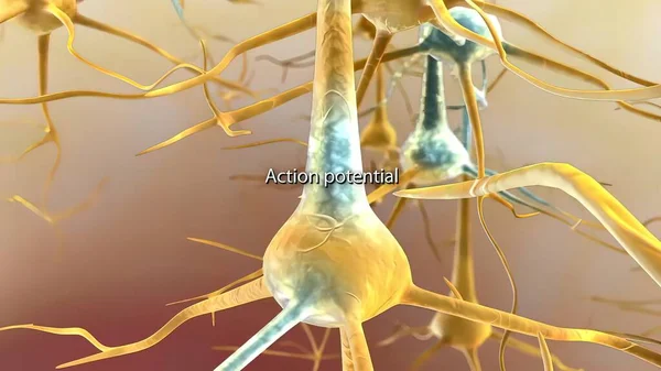 Potencial Ação Ocorre Quando Neurônio Envia Informações Corpo Celular Através — Fotografia de Stock