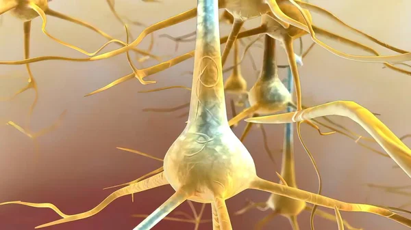 Potencial Ação Ocorre Quando Neurônio Envia Informações Corpo Celular Através — Fotografia de Stock