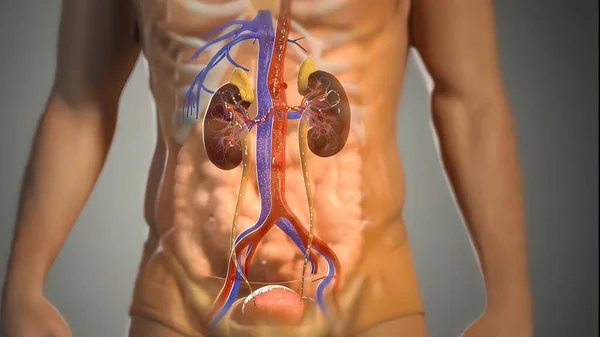 Nieren Verwijderen Ureum Uit Het Bloed Door Kleine Filter Eenheden — Stockfoto