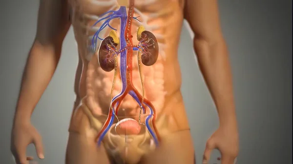腎臓は ネフロンと呼ばれる小さな濾過ユニットを介して血液から尿素を除去します — ストック写真