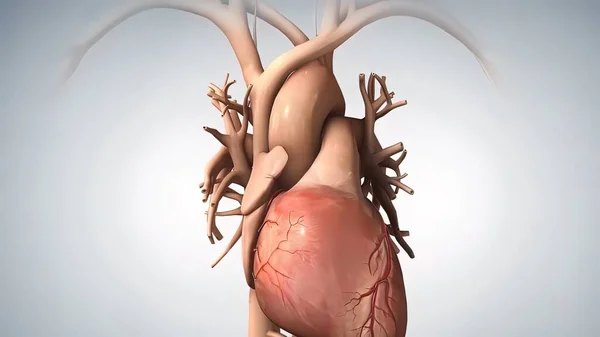 Anatomiskt Mänskligt Hjärta Illustration — Stockfoto