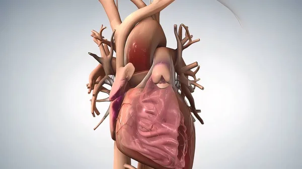Anatomiskt Mänskligt Hjärta Illustration — Stockfoto