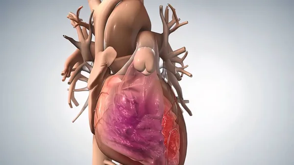 Anatomical Human Heart Illustration — Stock Photo, Image