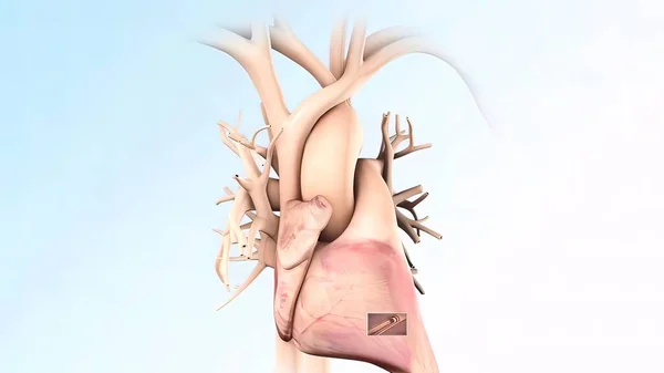 Anatomiczne Ludzkie Serce Ilustracja — Zdjęcie stockowe