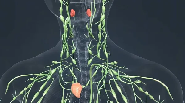 Lymph nodes and Thyroid glands