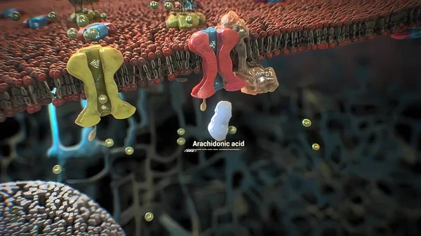Proteinlerin Bir Hücrede Toplanması Işlevi — Stok fotoğraf