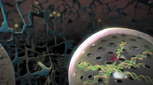 Proteinlerin Bir Hücrede Toplanması Işlevi — Stok fotoğraf