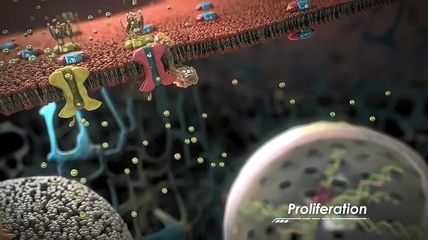 Aufbau Und Funktion Von Proteinen Einer Zelle — Stockfoto