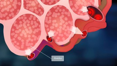 Alveoli ve Kırmızı Kan Hücreleri. Oksijen molekülleri alyuvar hücrelerine bağlanır ve kalbe geri döner..