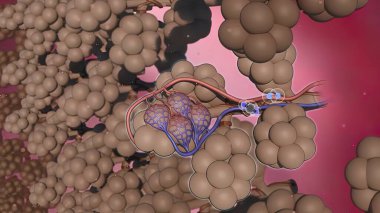 Alveoli Oksijen Değişimi 3d illüstrasyon