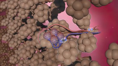 Alveoli Oksijen Değişimi 3d illüstrasyon