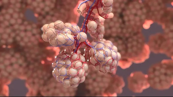 Alveolen Sind Die Luftsäcke Ende Des Atemwegsbaums Der Lunge Und — Stockfoto