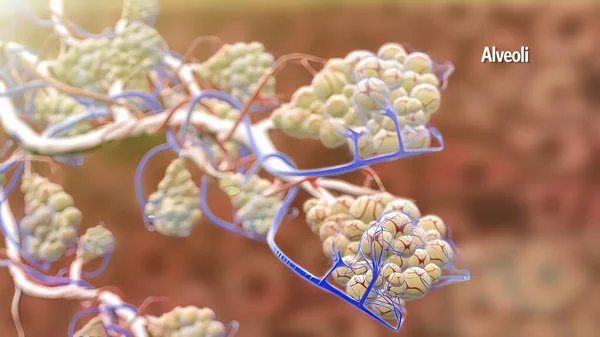 Solunan Oksijen Alveollerden Kalıbdaki Kana Karbondioksit Ise Kılcal Damarlarda Kandan — Stok fotoğraf