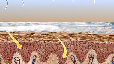 Epidermis, cildin dış katmanıdır ve katmanlı bir epitelyum 33d tıbbi çizim olarak tanımlanır.