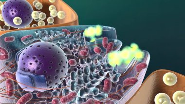 Amiloit Önleyici Protein Dekoltesi, 3D Tıbbi İllüstrasyon