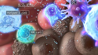 3D medical illustration cytotoxic T cell and Helper T cell destroys the stress-related molecule clipart