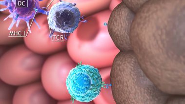 T hücrelerinin 3 boyutlu tıbbi çizimi: yardımcı T hücresi ve sitotoksik T hücresi